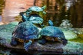 Closeup of a cumberland slider turtle couple from the back at the water side together, tropical reptile specie from America Royalty Free Stock Photo