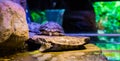 Closeup of a cumberland slider turtle laying on a rock with two other turtles in the background, a tropical reptile from America