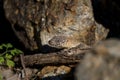 Closeup of a Cunningham Skink between rocks