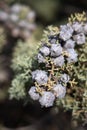 Closeup of cupressus Tree With Purple To Lilac Mature Cones