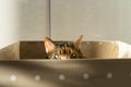 Closeup of curious cat has climbed into storage box, looks out playing hunting for a toy. Pet lovers Royalty Free Stock Photo