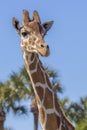 Curious Giraffe Closeup