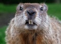 Closeup of a curious groundhog coming to look at the camera lens