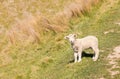 Closeup of curious newborn lamb standing on grassy meadow