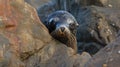 Closeup of a curious northern fur seal peeking out from behind a large boulder its playful nature evident in its