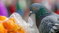 Closeup of a curious pigeon picking at a plastic bag unaware of the toxins it could be ingesting that could potentially