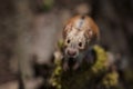 Closeup of a curious Striped Field Mouse