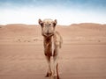 Closeup of a curious wild camels in the Wahiba Sands desert in O