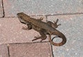 Closeup of a curly-tailed lizard on the brick road Royalty Free Stock Photo