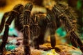 Closeup of a curlyhair tarantula (Tliltocatl albopilosus) legs