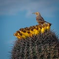 Closeup of a Curve-billed thrasher on top of a cactus in the Arizona desert