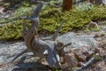 Closeup of the curved crooked distorted old tree in a national park, USA. Bare naked roots Royalty Free Stock Photo