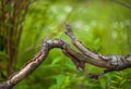Curved old broken tree branch with cracks on a blurred background of grass and bushes