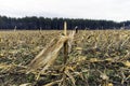 Closeup of cut corn stalk in golden harvested field, tall strai