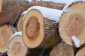 Closeup on the cut ends of a Snow covered pile of logs