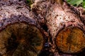 Closeup of cut logs Royalty Free Stock Photo