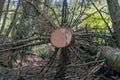 Close-up of cut pine trunk Royalty Free Stock Photo