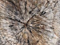 Closeup of a cut tree stump showing. Royalty Free Stock Photo