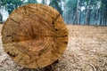 Closeup of cut tree trunk with details of annual ring on the surface in pine tree forest. 1 Royalty Free Stock Photo