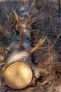 Closeup of cut tree trunk with details of annual ring on the surface in pine tree forest Royalty Free Stock Photo