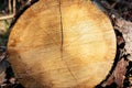 Closeup of cut tree trunk with details of annual ring on the surface in pine tree forest Royalty Free Stock Photo