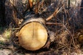 Closeup of cut tree trunk with details of annual ring on the surface in pine tree forest Royalty Free Stock Photo