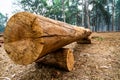 Closeup of cut tree trunk with details of annual ring on the surface in pine tree forest. 2 Royalty Free Stock Photo