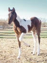 Closeup of cute adorable baby horse, pinto filly colt