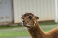 Closeup of cute Alpaca in front of metal building Royalty Free Stock Photo