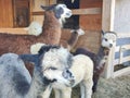 Closeup cute alpacas different colored and wooly llama in front of feeding place outdoors Royalty Free Stock Photo