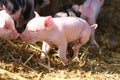 Closeup of cute american yorkshire piglets on a farm on a sunny day