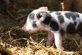 Closeup of cute american yorkshire piglets on a farm on a sunny day