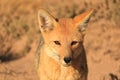 Closeup a Cute Andean Fox or Zorro Culpeo Relaxing in Desert Brush Field of the Chilean Altiplano, Northern Chile