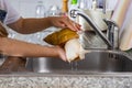 Closeup cute baby girl hands washing giant snail Achatina under water kitchen faucet domestic animal Royalty Free Stock Photo