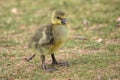 Closeup of a cute baby goose standing on the grass outdoors Royalty Free Stock Photo