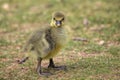 Closeup of a cute baby goose standing on the grass outdoors Royalty Free Stock Photo