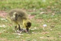 Closeup of a cute baby goose standing on the grass outdoors Royalty Free Stock Photo