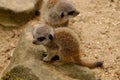 Closeup of the cute baby meerkats on the sandy ground.