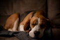Closeup of a cute beagle dog sleeping on the couch Royalty Free Stock Photo