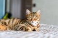 Closeup of a cute Bengal cat lying on the bed under the lights with a blurry background Royalty Free Stock Photo