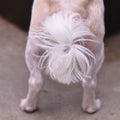 Dog tail Royalty Free Stock Photo