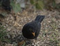 Closeup of a cute blackbird (Turdus merula) tilting his head in a park