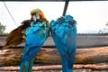 Closeup of cute blue-and-gold macaw parrots on the tree trunk in the cage Royalty Free Stock Photo