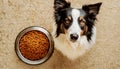 Cute Border Collie Dog Looking at Camera Waiting for his Treat - Generative Ai Royalty Free Stock Photo