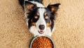 Cute Border Collie Dog Looking at Camera Waiting for his Treat - Generative Ai Royalty Free Stock Photo