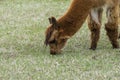 Closeup of cute brown Alpaca grazing on grass Royalty Free Stock Photo