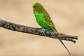 Closeup of a cute Budgerigar or a shell parakeet perched on a twig