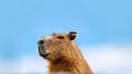 Closeup capybara with pastel bacground