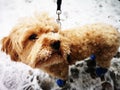 Closeup of a cute Cavapoo dog wearing a knitted blue socks