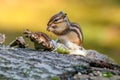 Closeup of a cute chipmunk on a log snacking on some seeds Royalty Free Stock Photo